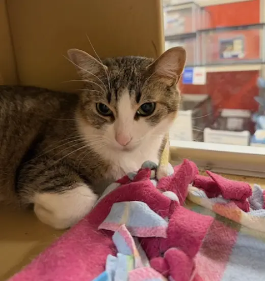 Little