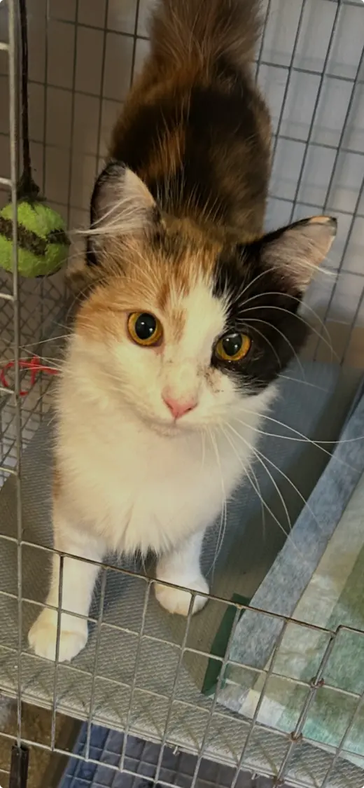 Cally Katt - Delicate Scared Beauty! SWEET!