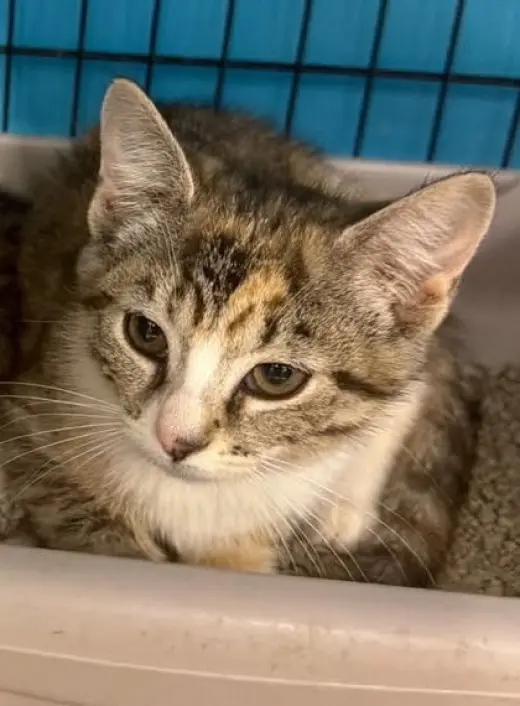 Nacho (Kitty)