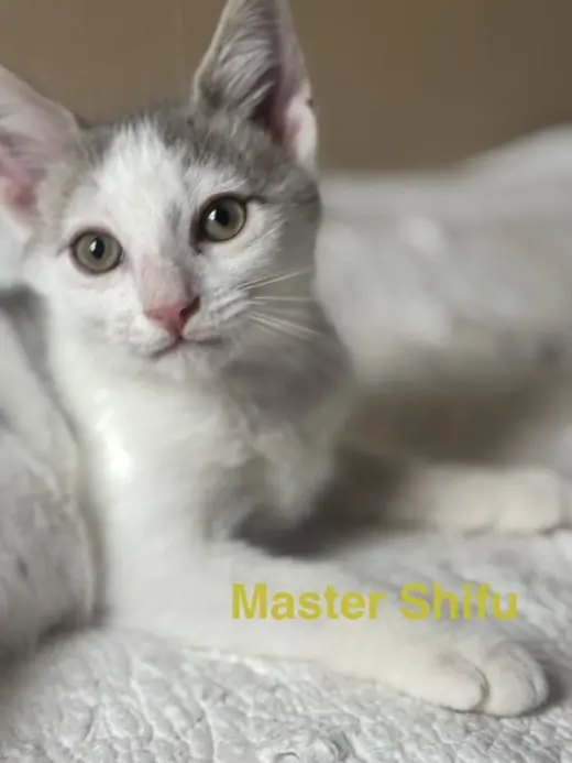 Master Shifu