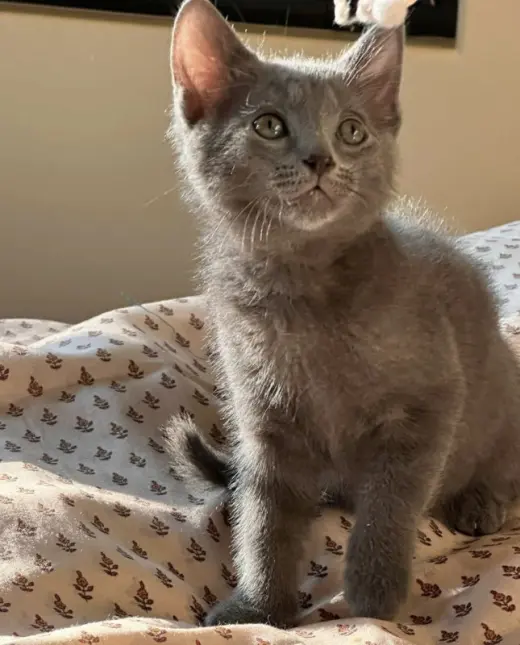 Smoky