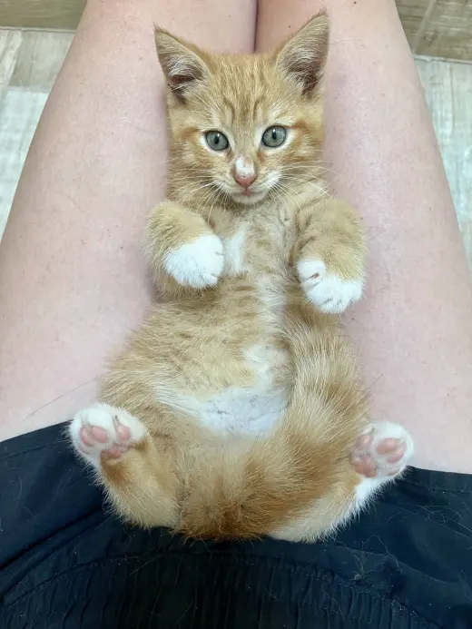 Ernie