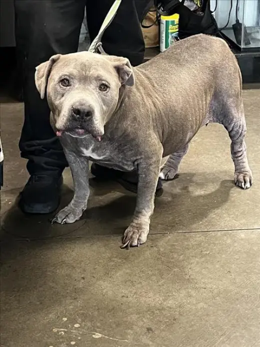 BIG FELLA
