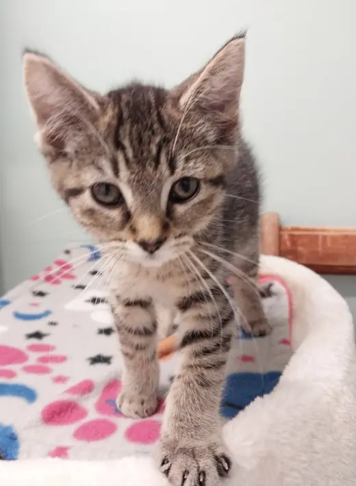 Baubles *IN FOSTER*