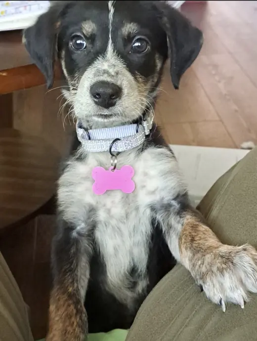 Moxie