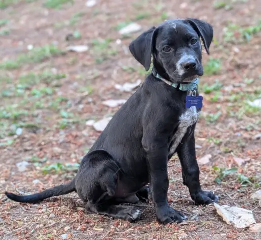 Milo