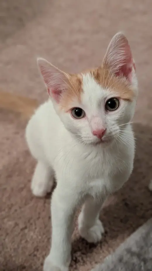 Apollo