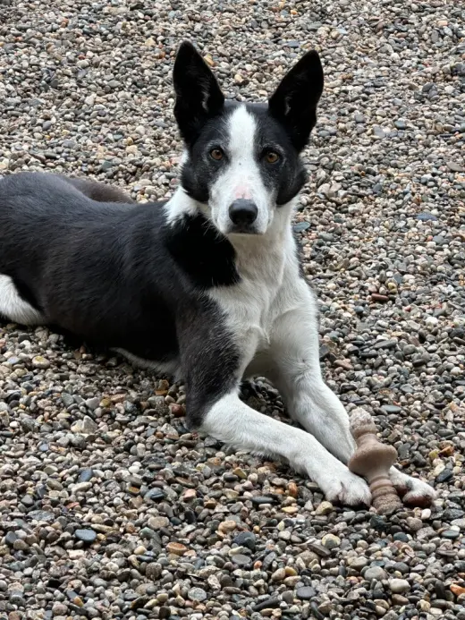 AdoptiSkipper
