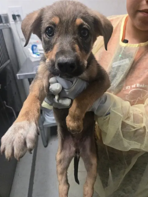 ROO