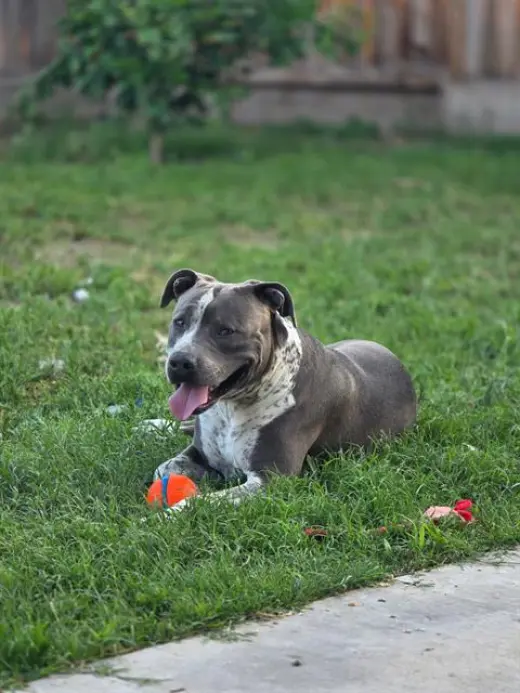 BRUNO