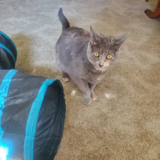 ANGEL (FRONT PAW DECLAW)
