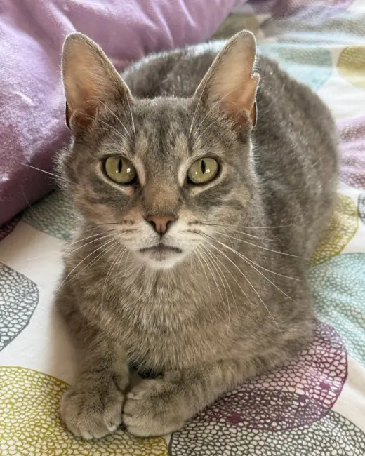 Mabel- No longer accepting applications