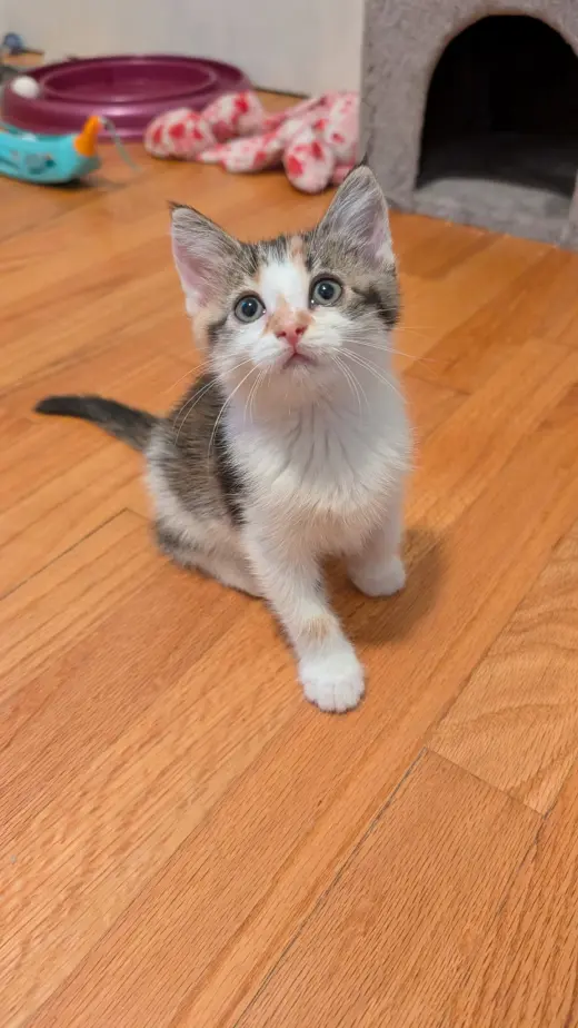 Biscuit