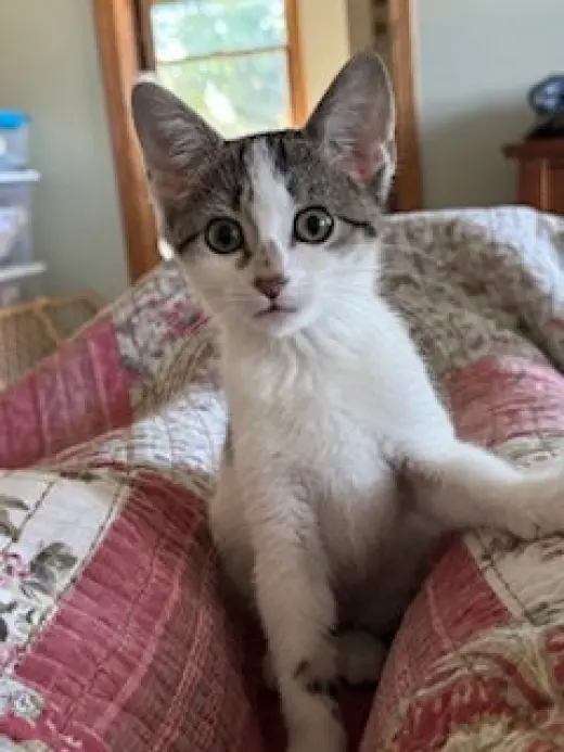 Pixie