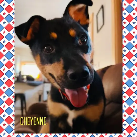 Cheyenne