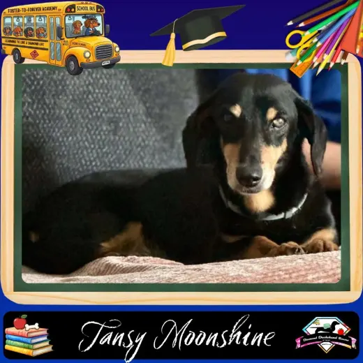 Tansy Moonshine