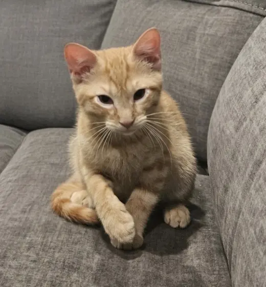 MANGO