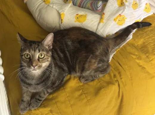 Miss Kitty Bonded to Mr Man