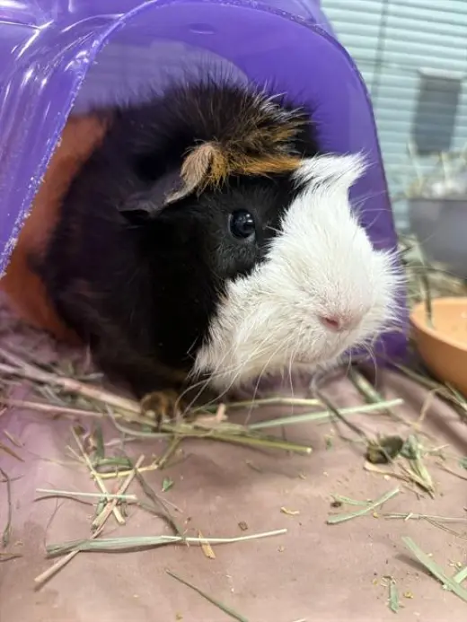 HAMLET