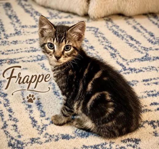 Frappe, Willow Grove Area, (FCID 06/26/2026-109)