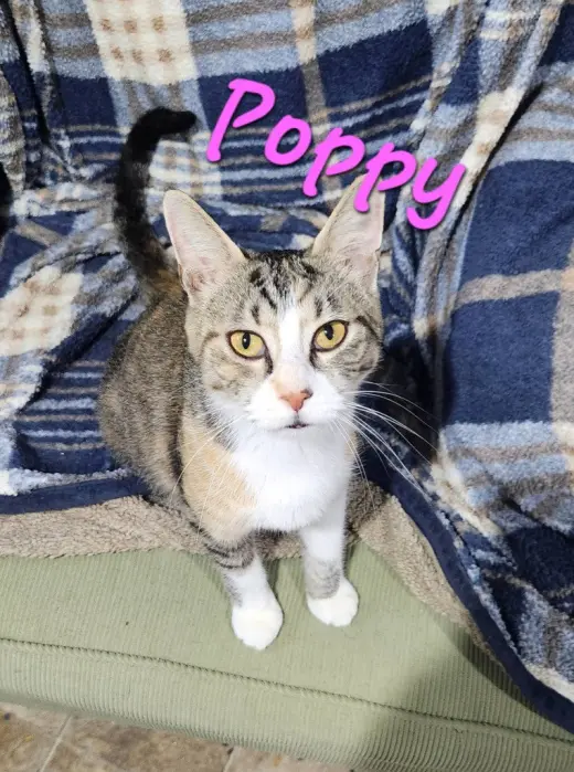 Poppy