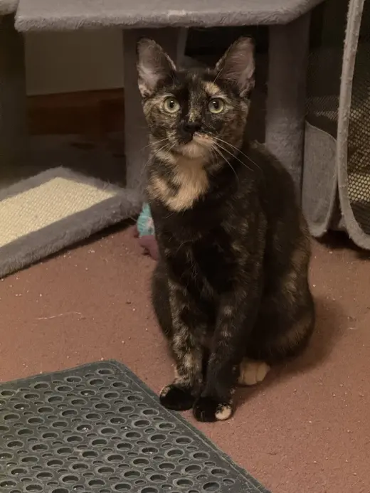 Ella