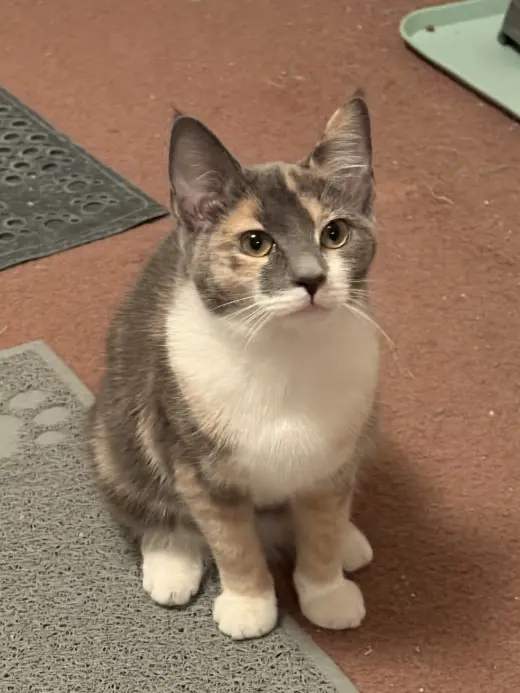 Dixie
