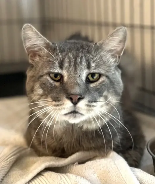 Rossco (FIV+)
