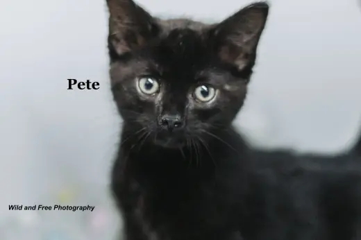 Pete