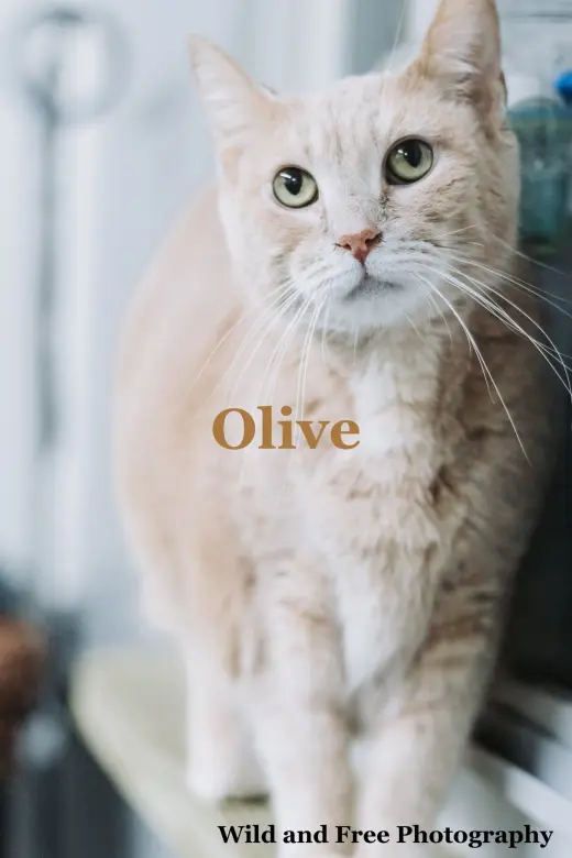 Olive