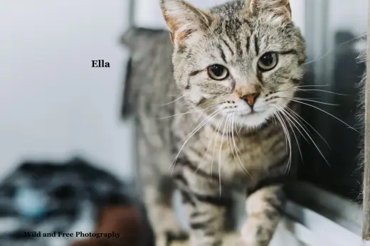 Ella