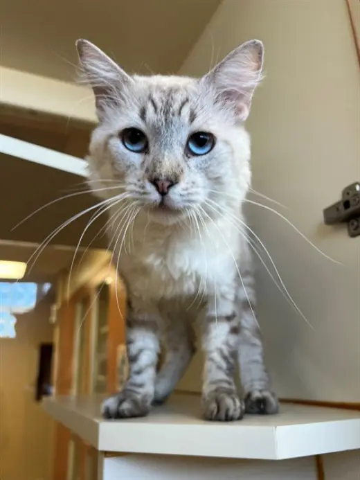 GANDALF