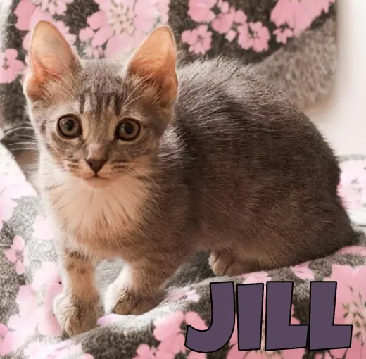 Jill, Willow Grove Area, (FCID 06/24/2026-132)