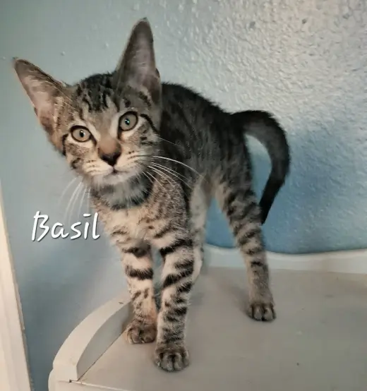 Basil #mr-charming