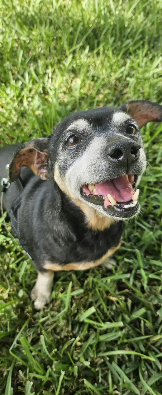 Snyder (being fostered in Miami, FL)