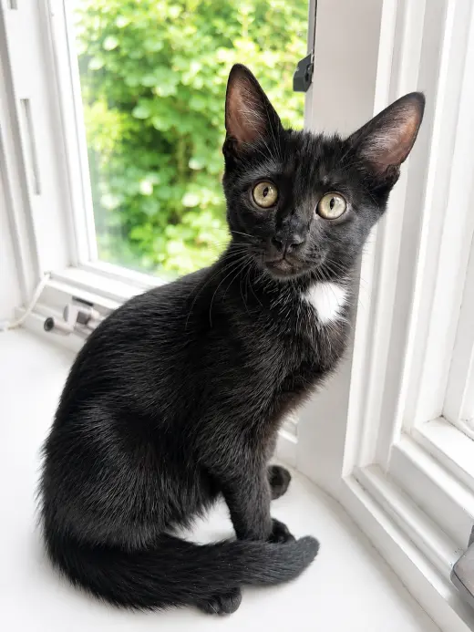 Lucky, Willow Grove Area, (FCID 06/24/2026-136)