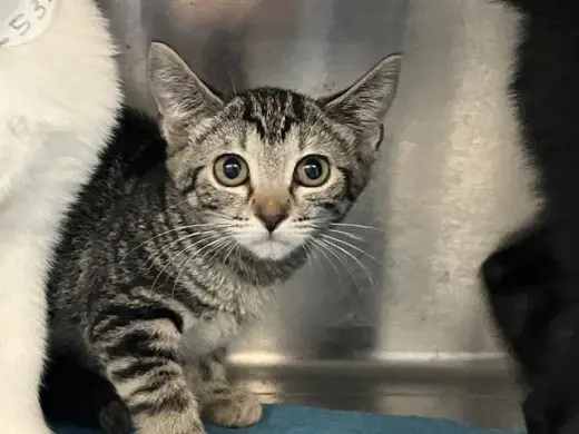 MILLY