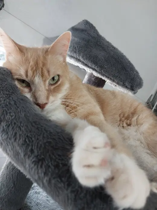 Tuggles * IN FOSTER *