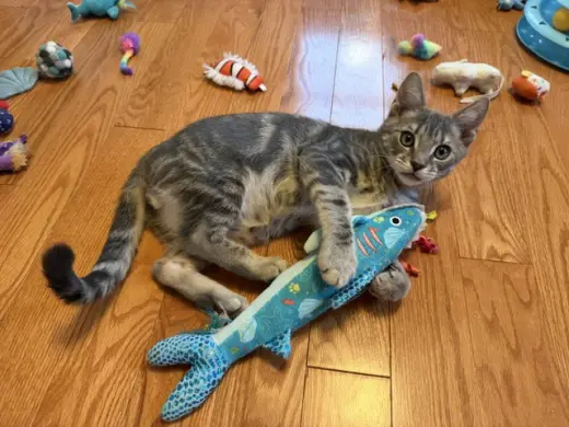 Shark (FCID# 06/16/2026 - 42)