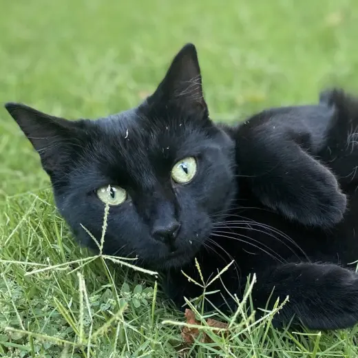 Ninja