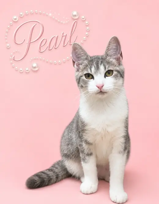 Pearl (FCID# 05/07/2026 - 18 Middletown PS) C