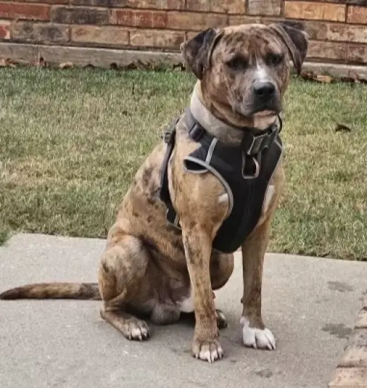 Guapo