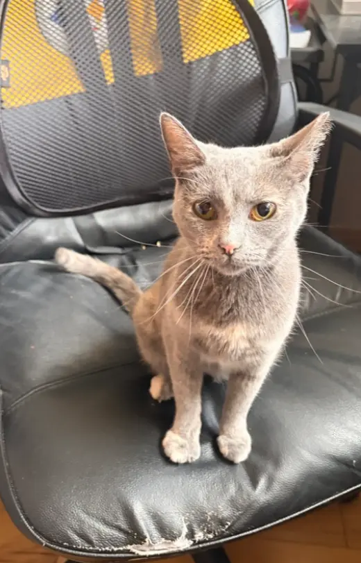 Praline