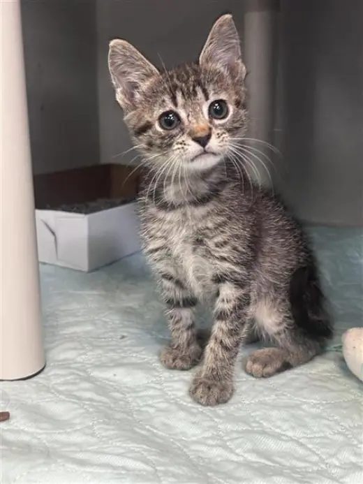MISSY