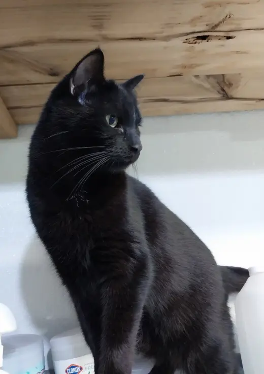 Hector Hobbes * IN FOSTER *