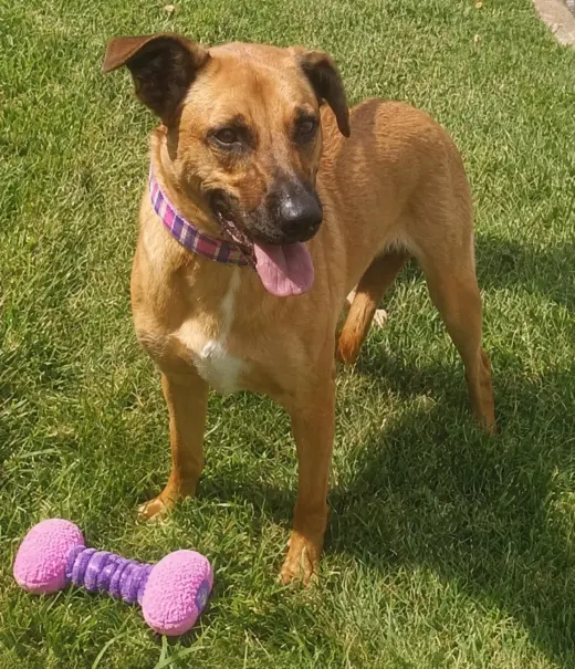 Golden Lab mix
