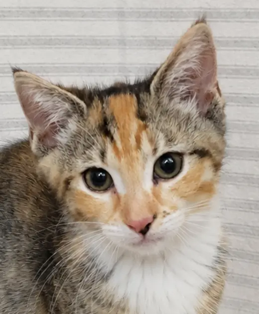 Kitten Yasso
