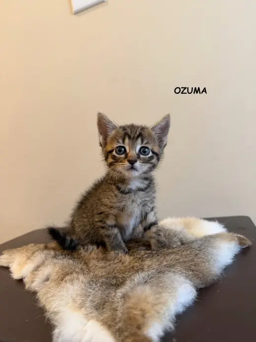 Ozuma