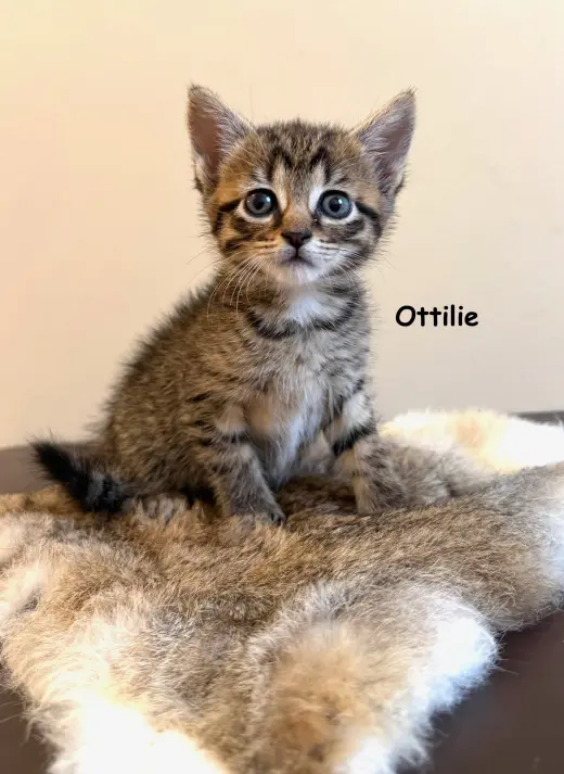 Ottilie