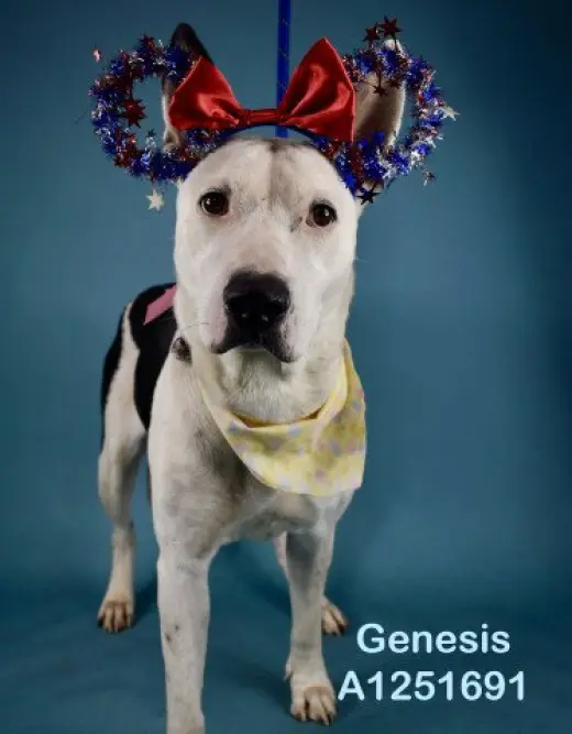 *GENESIS
